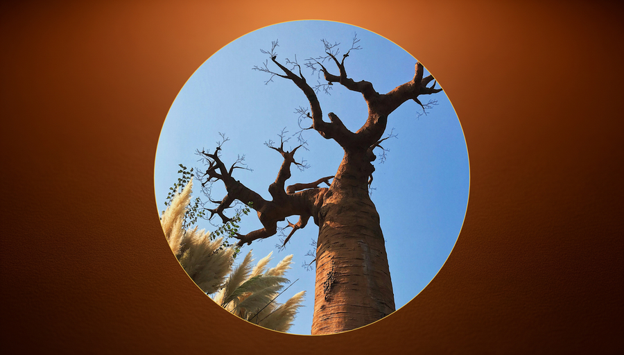 A baobab tree at sunset — illustrating the Ghanaian proverb that wisdom, like a baobab, is too vast for any one person to fully embrace