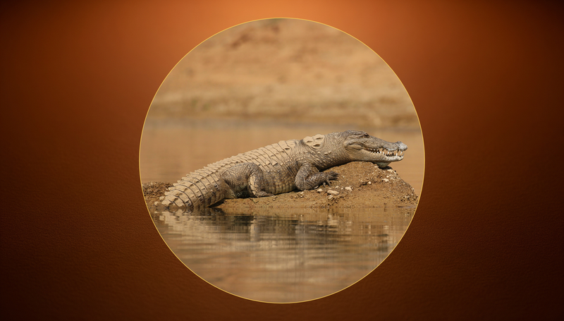 A crocodile half-submerged in still water, shot from the surface — eye visible above the waterline, body below. Low light, golden hour. The threshold between two worlds.