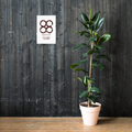 Mpuannum Adinkra Symbol Poster